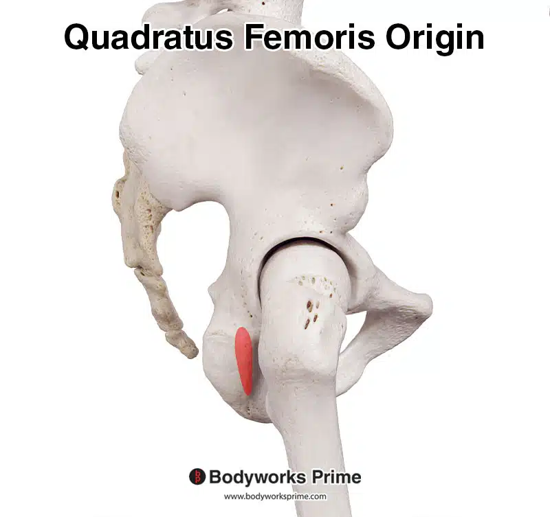 Quadratus femoris origin marked in red