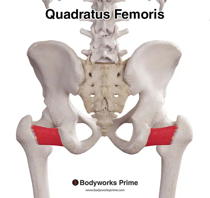Quadratus femoris muscle, posterior view
