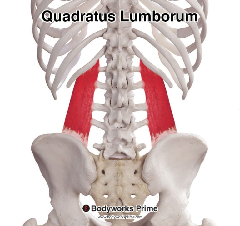 Quadratus Lumborum muscle anatomy diagram