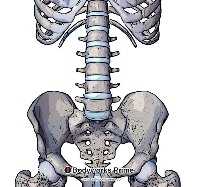 quadratus lumborum insertion on the 12th rib and the transverse processes of vertebra L1-L4