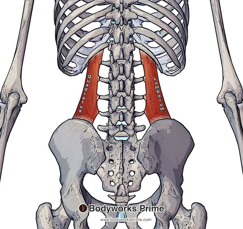 Quadratus Lumborum Muscle Anatomy Bodyworks Prime