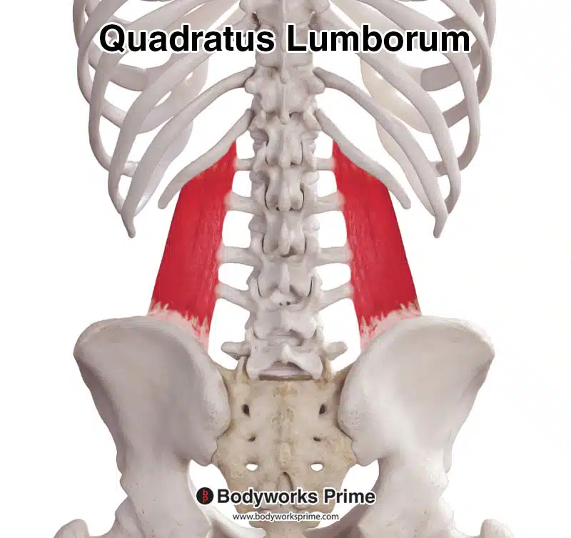 quadratus lumborum muscle