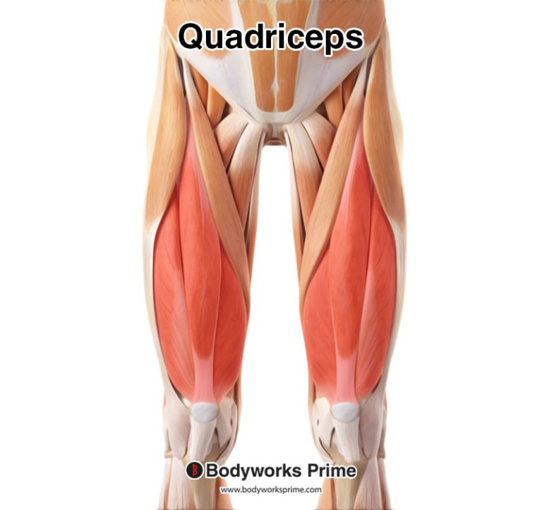 Quadriceps muscle anatomy diagram