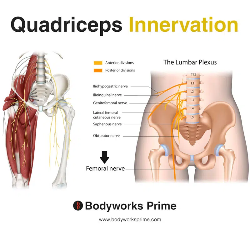 Image of the quadriceps muscle innervation the femoral nerve