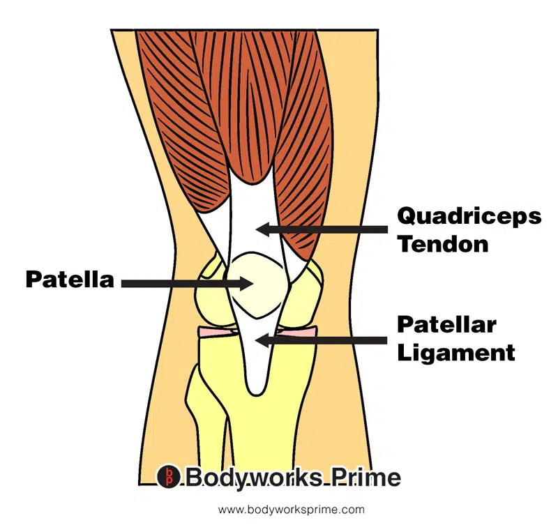 Image of the quadriceps tendon, patella, and patellar ligament