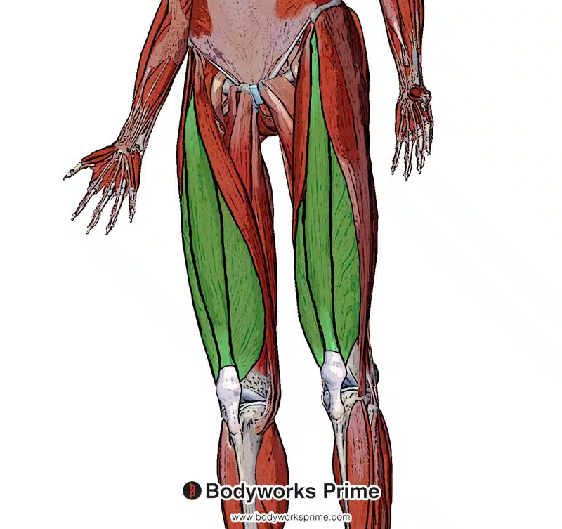 Image of the quadriceps