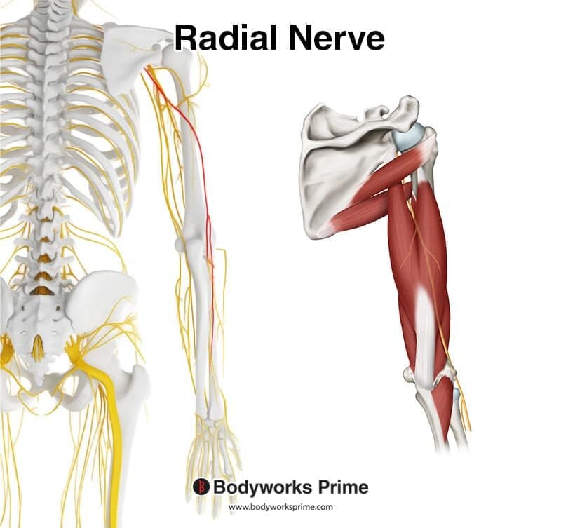 Radial nerve highlighted