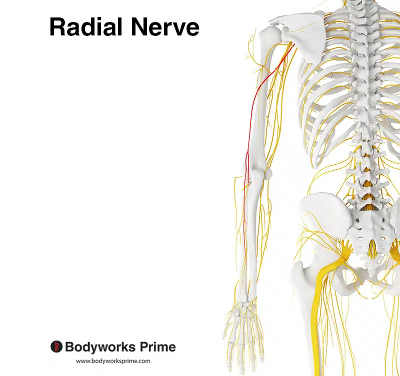 radial nerve highlighted in red