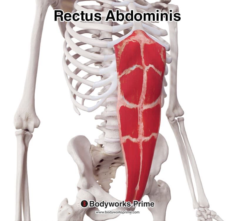 Rectus Abdominis Muscle Anatomy - Bodyworks Prime