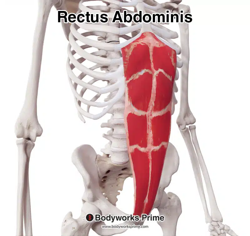Rectus abdominis muscle from an anterolateral view