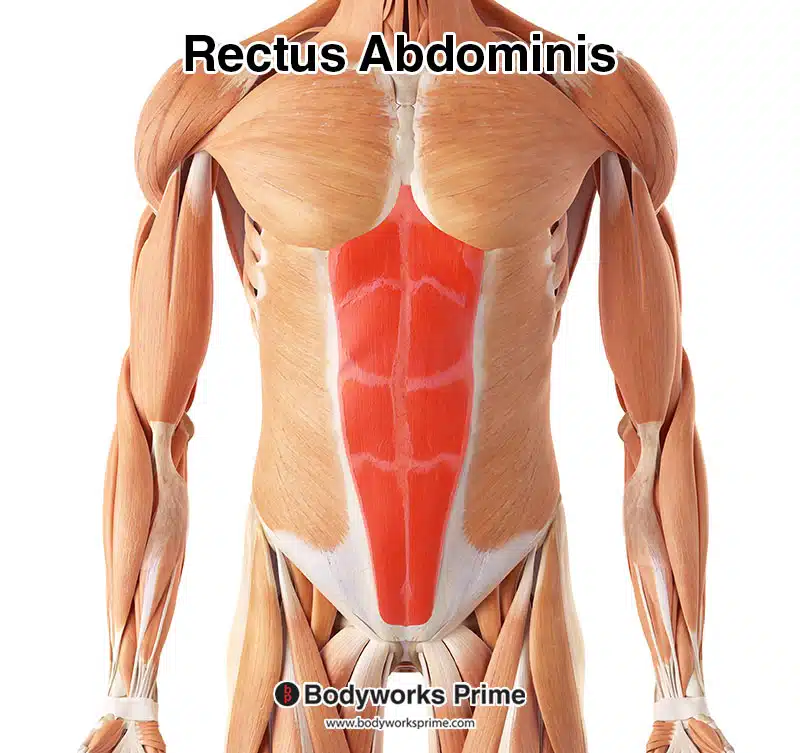 Rectus abdominis muscle highlighted in red from a superficial view
