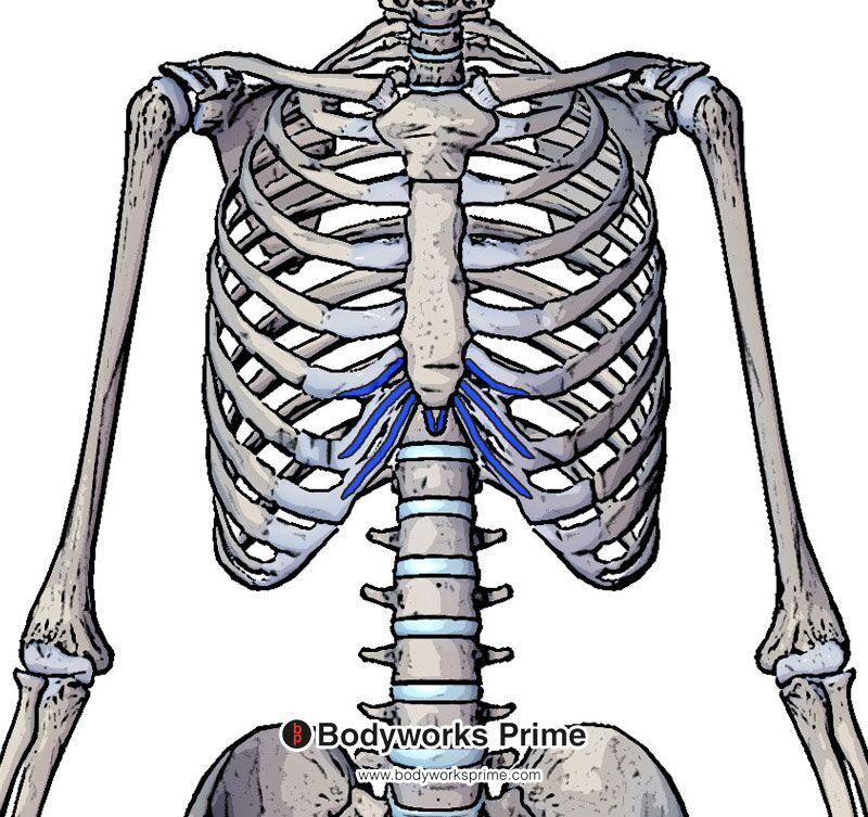 Insertion of the rectus abdominis highlighted in blue