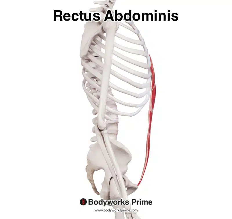 rectus abdominis muscle, lateral view