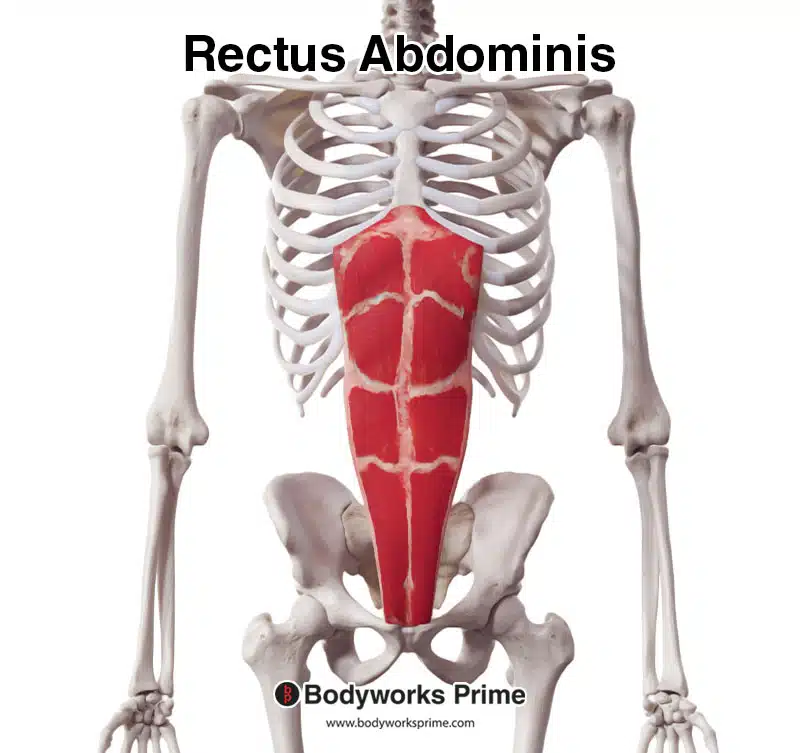 Rectus abdominis muscle from an anterior view