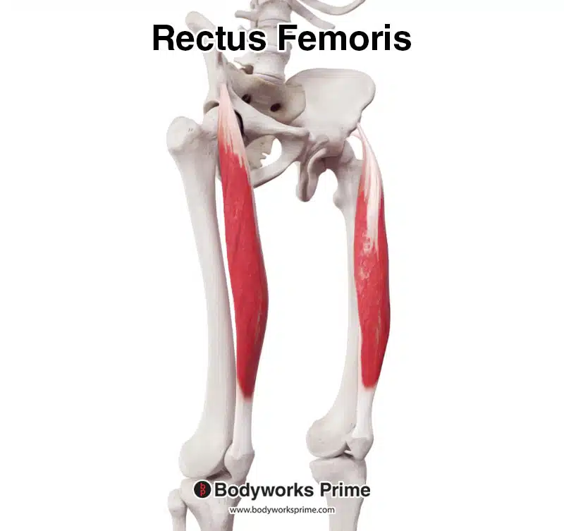 Rectus femoris from a anterolateral view