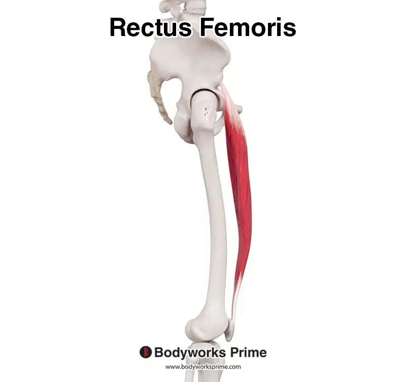 rectus femoris, lateral view