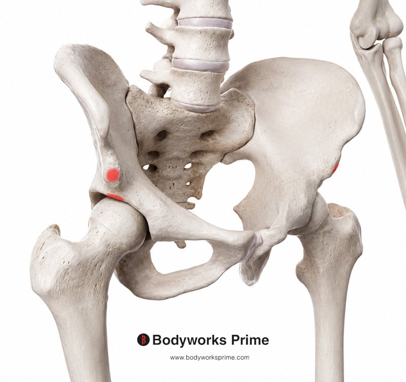 origins of the rectus femoris muscle