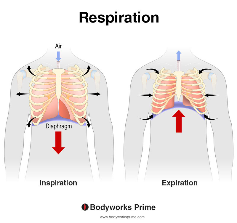 Respiration