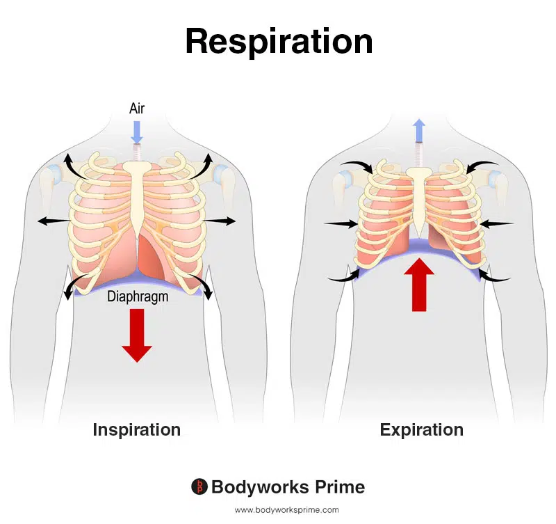 Image of a person demonstrating the process of respiration (breathing in and out/inspiration & expiration)