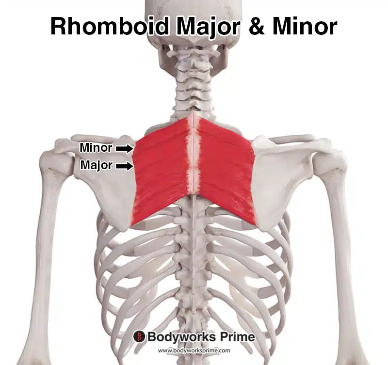 rhomboid major and minor muscles together, posterior view