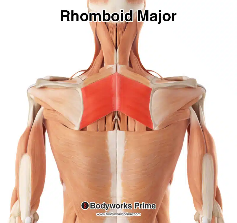 rhomboid major highlighted in red amongst the other muscles of the body