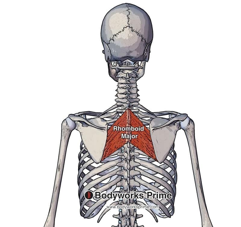 rhomboid major muscle