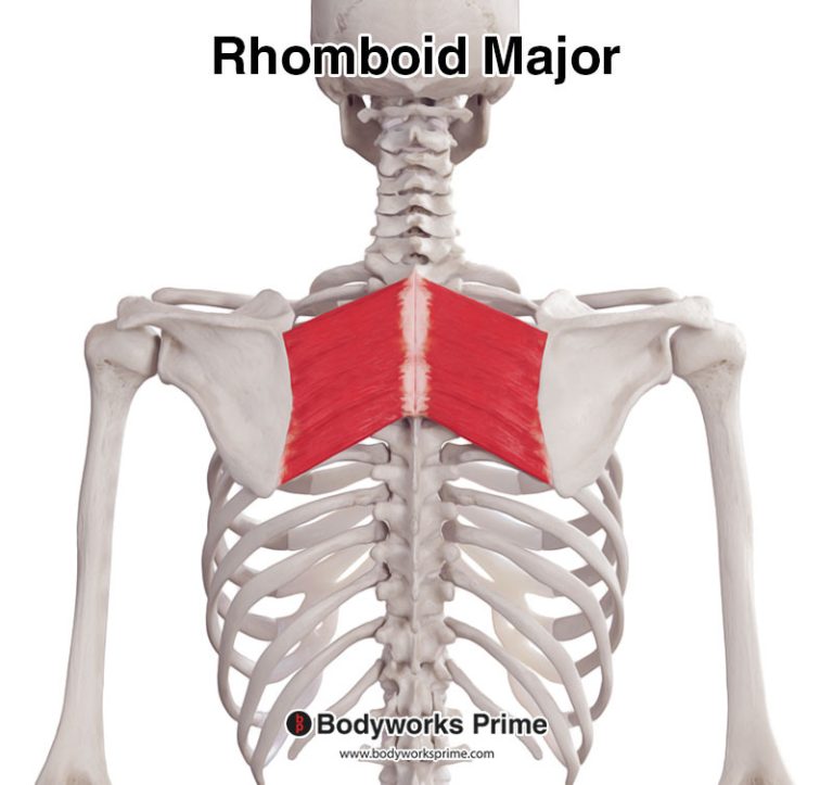 Rhomboid Major muscle anatomy diagram