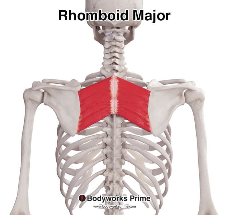 Rhomboid Major Muscle Anatomy Bodyworks Prime