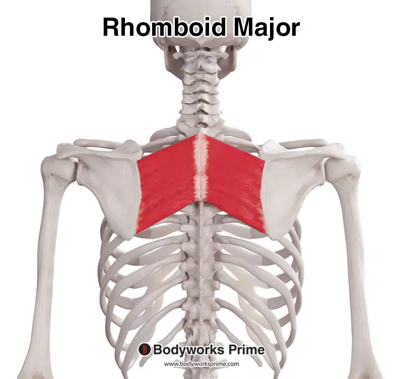rhomboid major posterior view