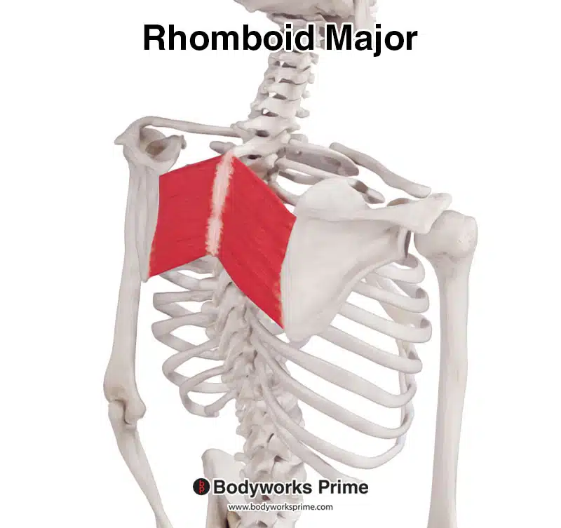 rhomboid major posterolateral view