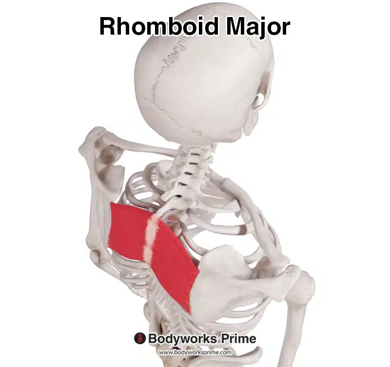 rhomboid major superior view