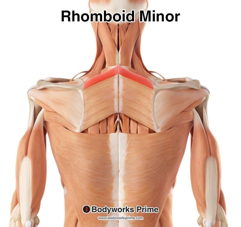 Rhomboid Minor Muscle Anatomy - Bodyworks Prime