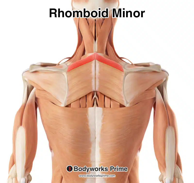 rhomboid minor highlighted in red amongst the other muscles of the body