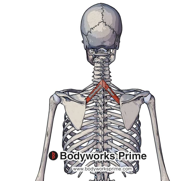 rhomboid minor muscle