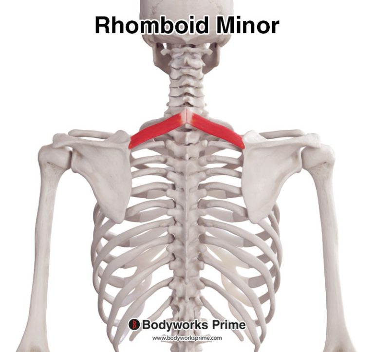 Rhomboid Minor muscle anatomy diagram