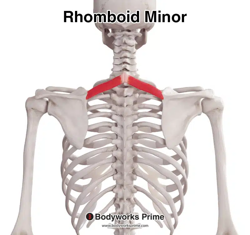 rhomboid minor posterior view