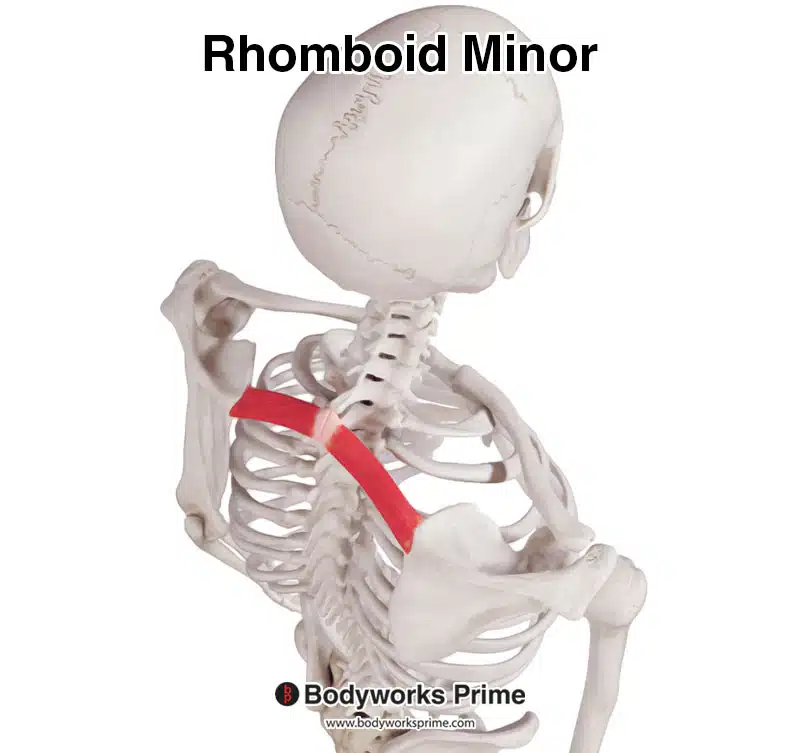 rhomboid minor superior view
