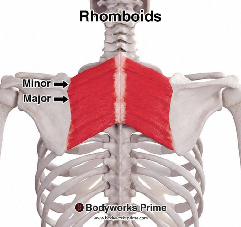 Rhomboids muscle anatomy diagram