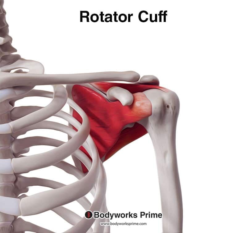 Rotator Cuff Muscles Anatomy - Bodyworks Prime