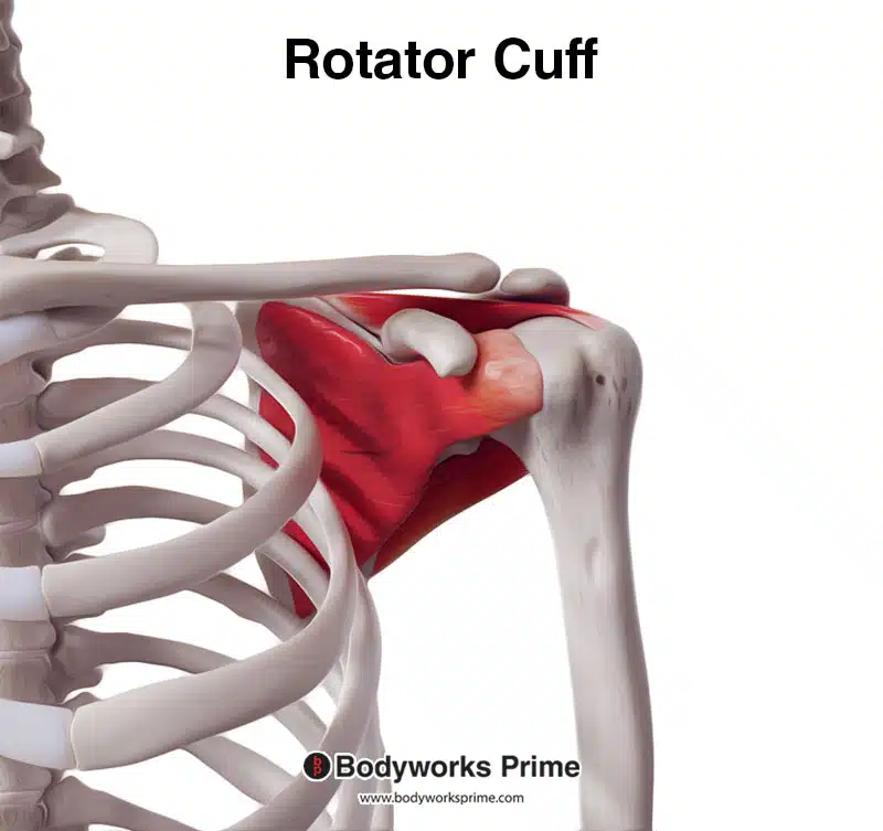 rotator cuff muscles anterior view