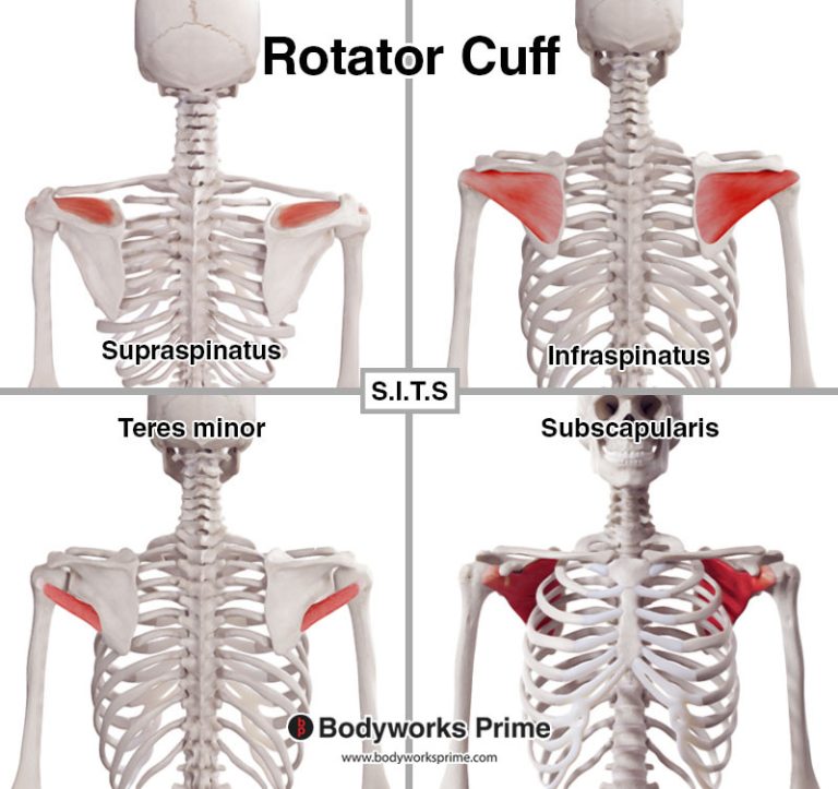 Rotator Cuff Muscles muscle anatomy diagram
