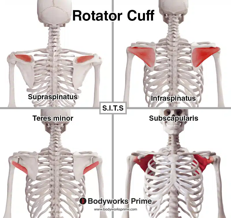 individual rotator cuff muscles labelled S.I.T.S