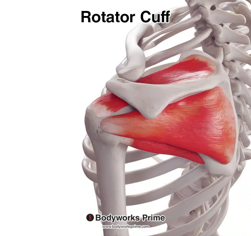 rotator cuff muscles posterior view