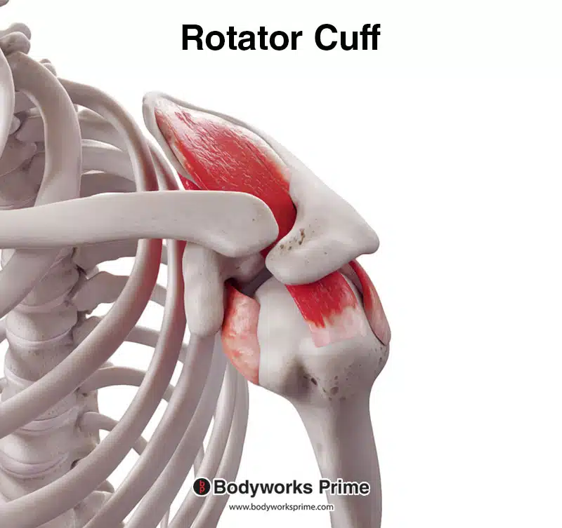 rotator cuff muscles superior view