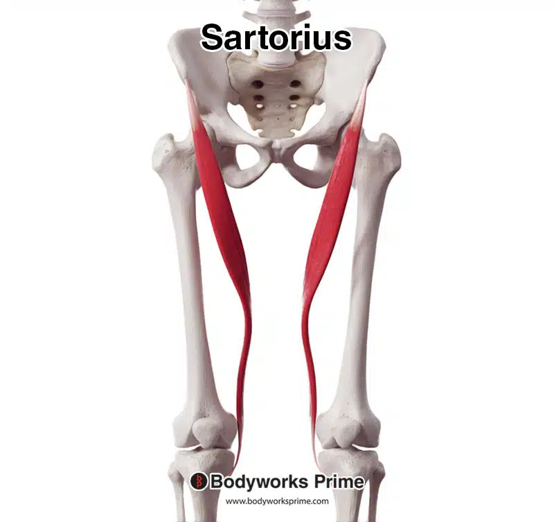 sartorius muscle seen from an anterior view