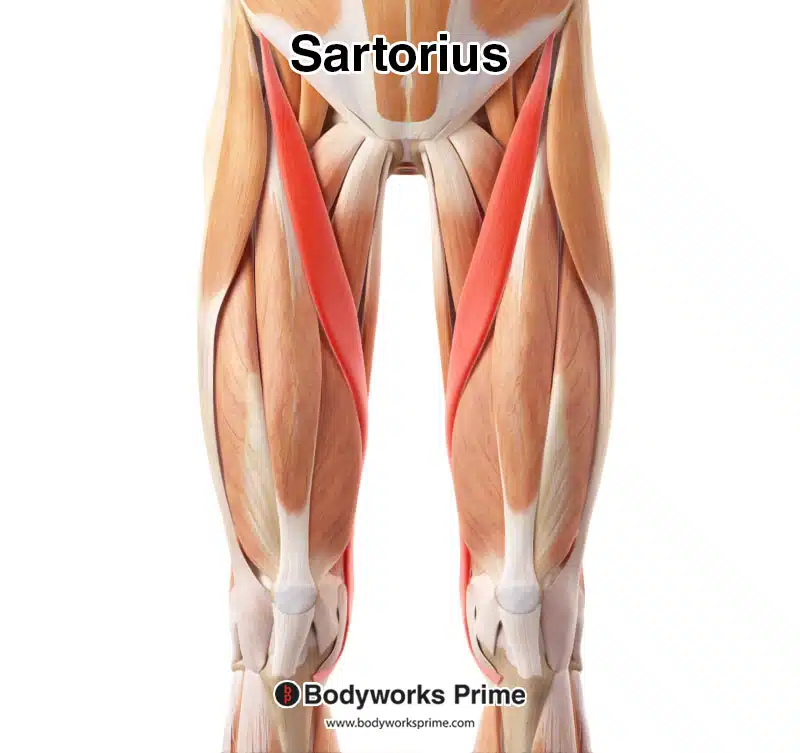 sartorius muscle highlighted in red, amongst the other muscles of the body, seen from an anterior view