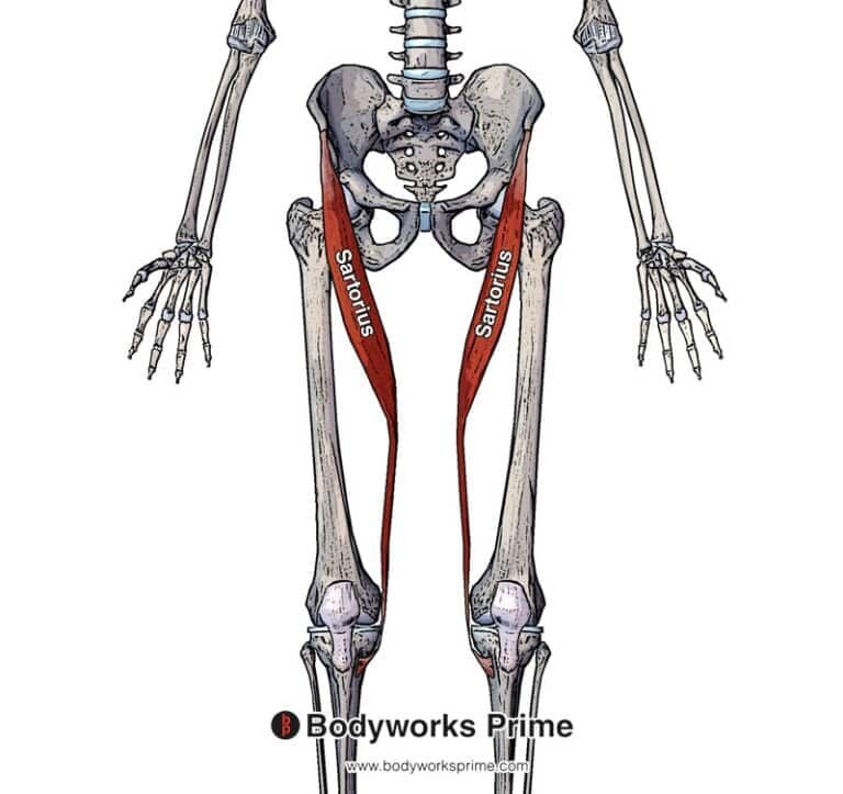 Pectoralis Minor Muscle Flashcards - Bodyworks Prime