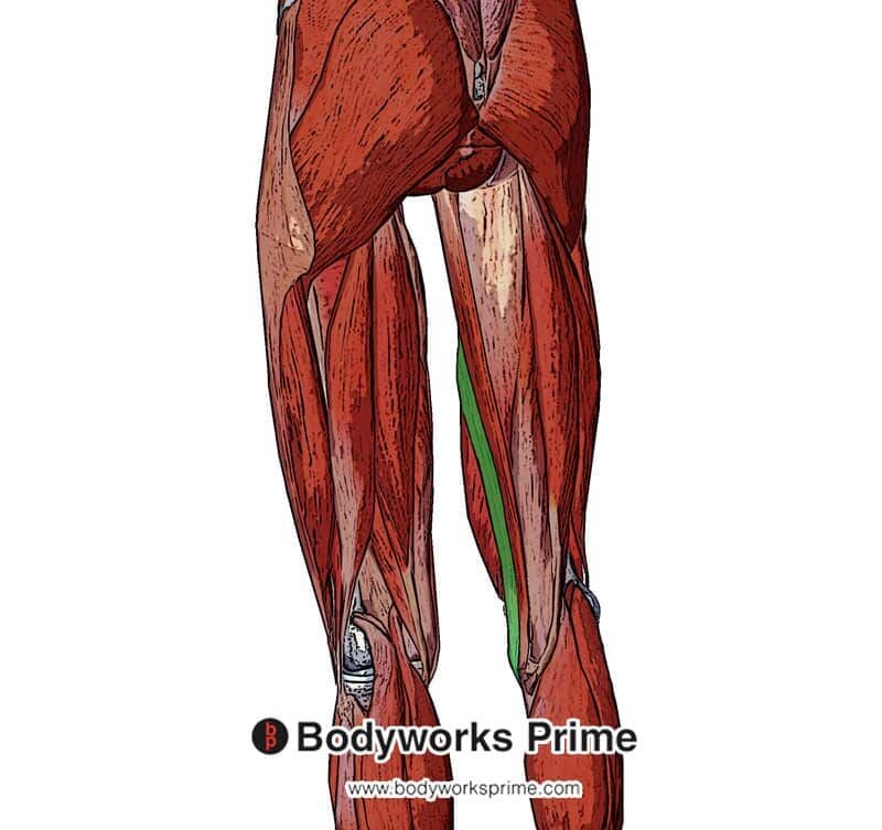 Superficial view of the sartorius muscle from a posterior direction