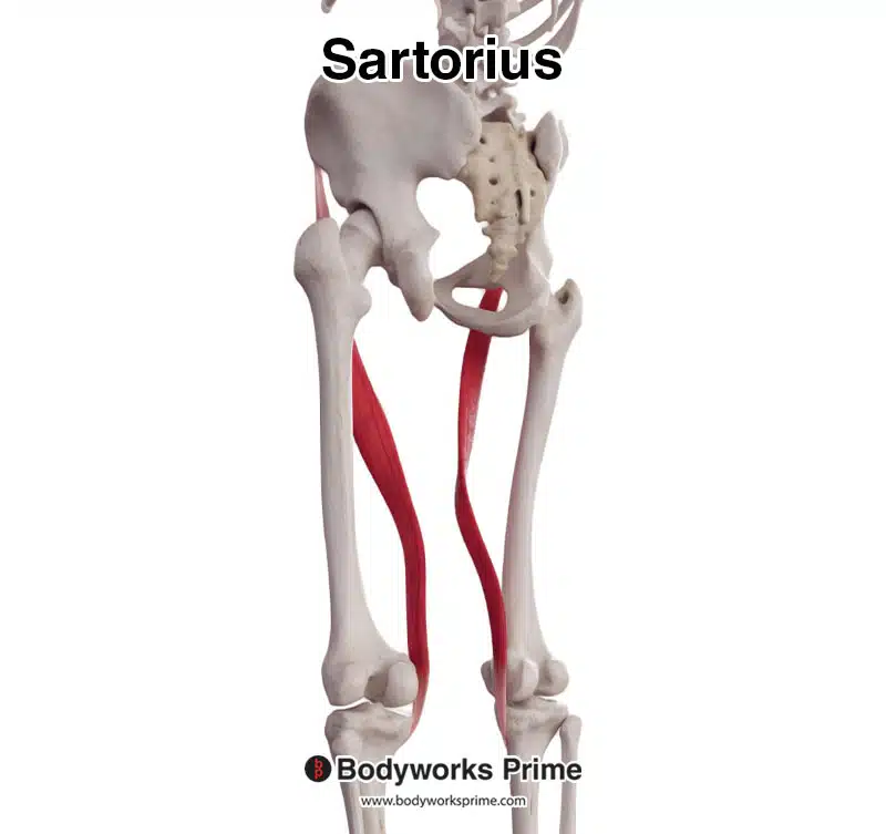 sartorius muscle seen from a posterolateral view