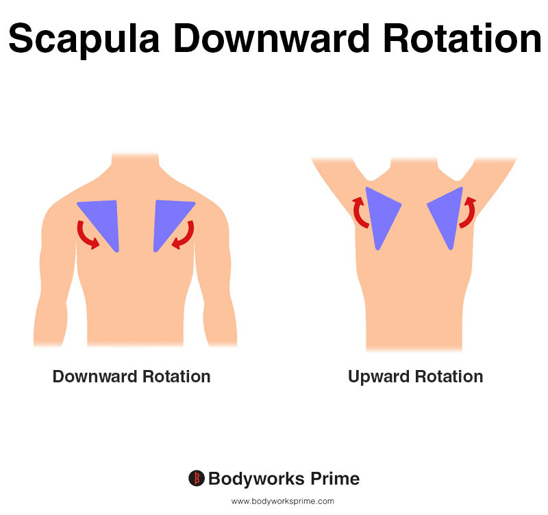 Scapula downward rotation